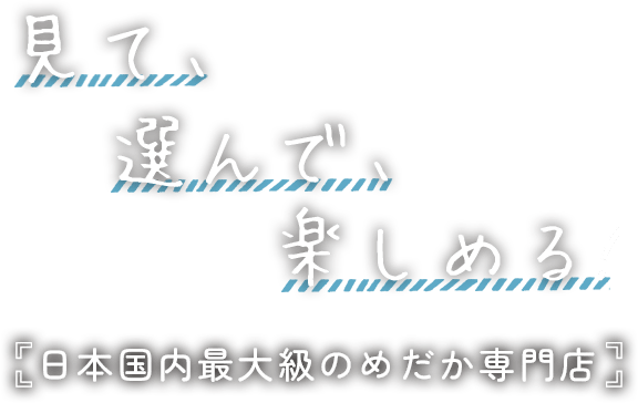 見て、選んで、楽しめる！日本国内最大級のめだか専門店